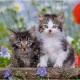 3 Puzzles - Kittens