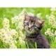 Kitten in the meadow