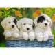 XXL Pieces - Cuddly Puppies