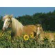 Jigsaw Puzzle - 200 Pieces - Maxi - My Horse