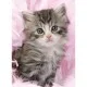 Jigsaw Puzzle - 500 Pieces - Kitten Sweetness