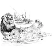 Sketching Made Easy Lion Pride