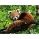 Cute red panda