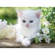 White kitten