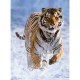 Jigsaw Puzzle - 500 Pieces - Tiger in the Snow