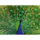 Peacock - Highlight Puzzle - Colorful Animals