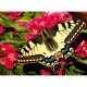 Butterfly - Highlight Puzzle - Colorful Animals